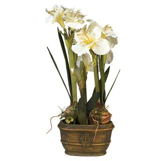 White Triple Amaryllis Flower Arrangement   #30150