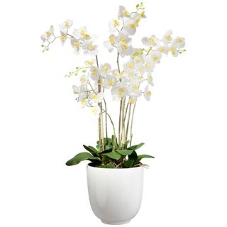 Moth White Orchid in White Ceramic Pot   #W9931