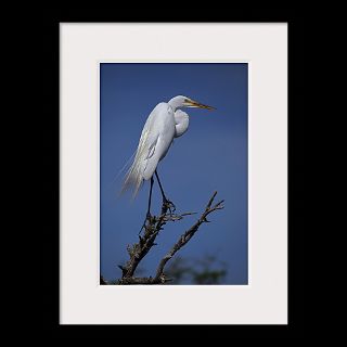 National Geographic Art Store  2012_01_10 045  Great Egret