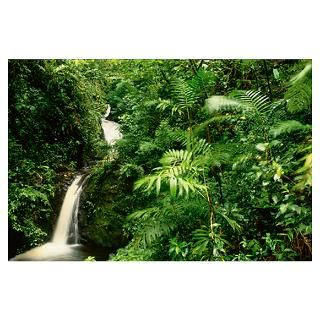 Rainforest Waterfall, Monteverde, Costa Rica Poster