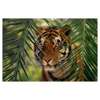 Bengal Tiger Behind Palm Fronds Poster