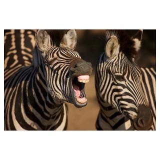 close up of a Zebra showing its teeth, Isimangal Poster