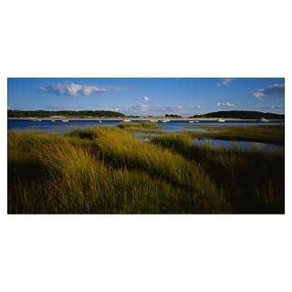 Wall Art  Posters  Tall grass on the beach