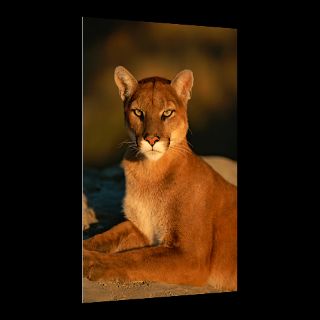 National Geographic Art Store  2012_01_06 013  Mountain Lion