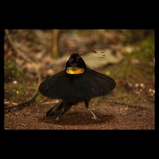 male western parotia bird of paradise performs  National Geographic