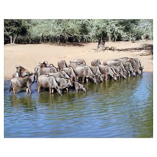 Wall Art  Posters  Wildebeest Herd No.1 Poster