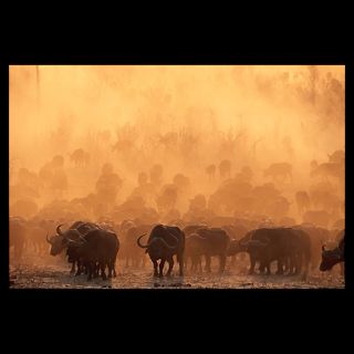 National Geographic Art Store  2011_12_20_6  Herd of Cape Buffalo