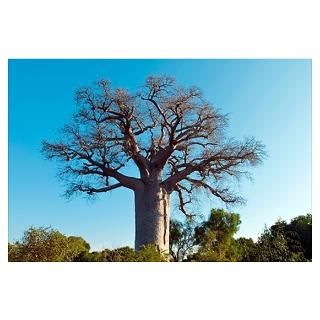 Adansonia madagascariensis tree. This species of baobab is endemic to