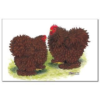 Red Frizzle Chickens  Diane Jacky On Line Catalog