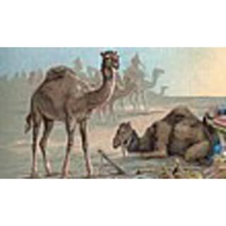 Camels  Pet Drawings