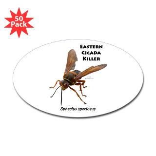 cicada killer oval sticker 50 pk $ 105 29