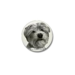 Biscuit, Shih Tzu Terrier Mix  PetsPictured Gear and Gifts