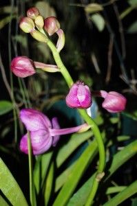 Orchids Vanda Kasems Delight x Golamcos Blue Magic 3 Plants 3 Spikes
