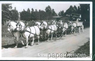 Percheron Draft Team W.K. Kellogg Ranch Pomona, California Photo