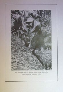 Theodore Roosevelt Hunting Book African Game Trails 1910 1st