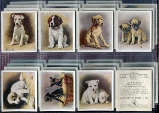 Tobacco Card Set Godfrey Phillips Our Puppies Pedigree Dog Puppy 1936