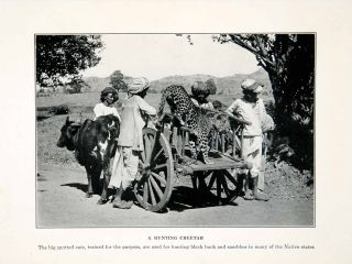 1929 Print Cheetah Hunting Black Buck Sambhur Portrait Animal Cattle