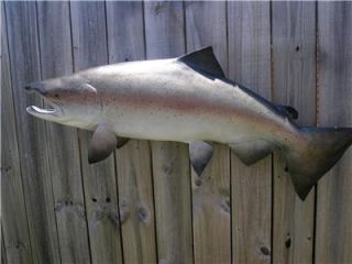 NEW  XXL Big KING SALMON Replica Fish mount  Semi Spawn colors  hand