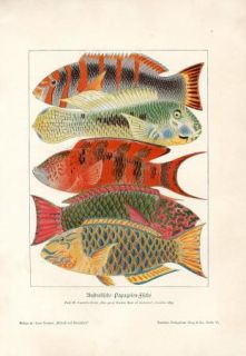 Australian Exotic Fish Parrotfish Antique Litho Print H Kraemer