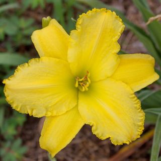 Lahaina Yellow DAYLILY DF Live Plants Perennial Flowers