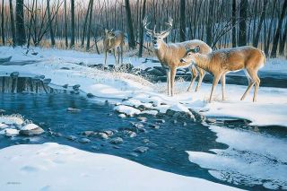 Jim Kasper s N Deer Print Flowing Harmony