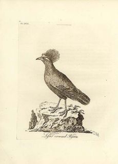 Latham 1785 Antique Bird Print Lesser Crowned Pigeon