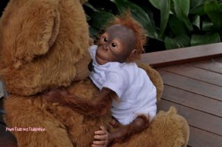 Ming Tao Reborn Orangutan Kit by Simon Laurens