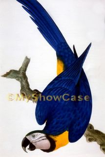 9x6 Print Exotic Tropical Bird Lear Macaw Perched Parrot Blue & Yellow