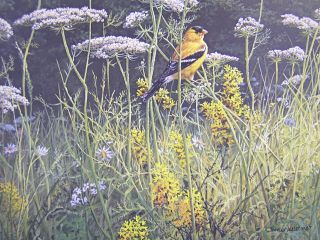 John Seerey Lester Evening Meadow Goldfinch Print