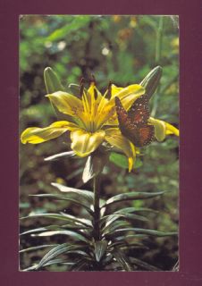 Hybrid Lily Monarch Butterfly Vintage Chrome Postcard