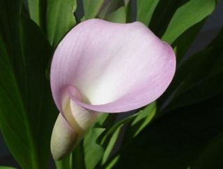 Pink Blush Calla Lily Flower Bulb Seeds Any Added Seed Orders Can SHIP