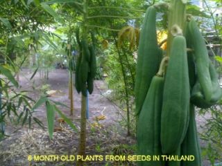 12 Seeds New Thai Hybrid Drawf Papaya Plant Seeds