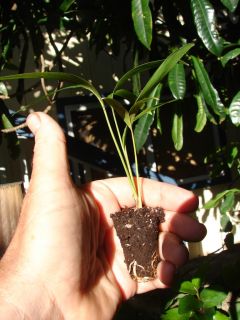 MacArthur Palm Tree Plant 10 Live Seedlings New Guinea
