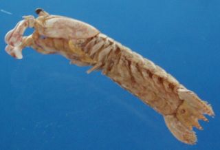 Mantis Shrimp Gonodactylaceus Falcatus 43 mm 10072