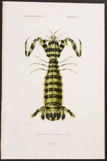 Orbigny Giant Mantis Shrimp 5 1849 Dictionnaire Universel Engraving
