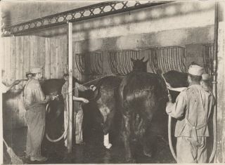 Veterinary Hospital Horse Chalons Marne Front WWI Photo