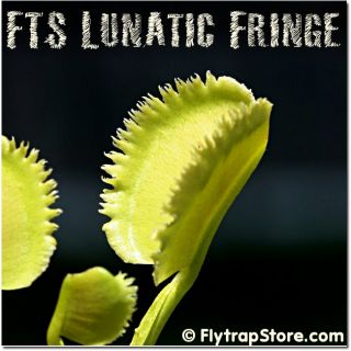 RARE FTS Lunatic Fringe Venus Flytrap Carnivorous Plant