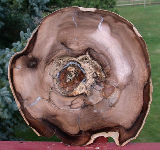 SIS Incredible Winged Elm Petrified Wood Round Mcdermitt Or