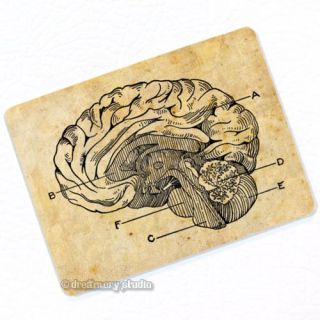 Human Brain Deco Magnet; Anatomy Vintage Medical Illustration