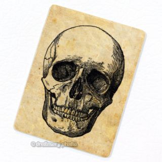 Skull #3 Deco Magnet; Anatomy Vintage Anatomy Medical Illustration