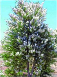 100 % pure australian tea tree oil melaleuca alternafolia by spring