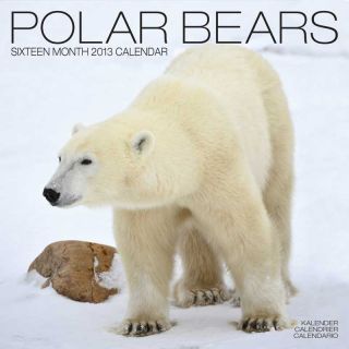 Kalender 2013 Eisbär   Polarbär   Polar Bears