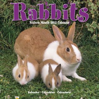 Kalender 2013 Kaninchen   Zwergkaninchen   Rabbits