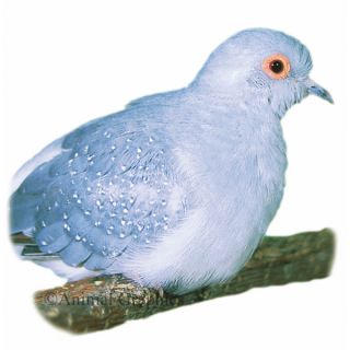 Diamond Dove   Bird   Live Pet
