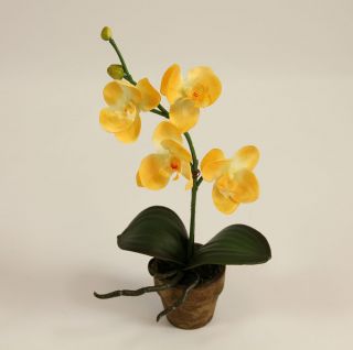 Dieses kleine gelbe Orchidee im dekorativen Topf hat eine Höhe von