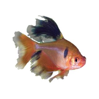 Long Fin Red Minor Tetra   Tropical   Fish