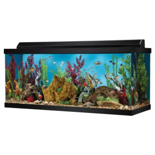Small Aquariums for Sale   Perfect Tanks for Small Fish