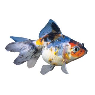 Calico Ryukin Goldfish   Goldfish   Fish