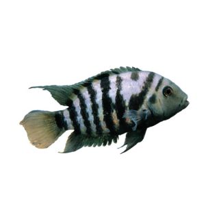 Black Convict Cichlid   Fish   Live Pet