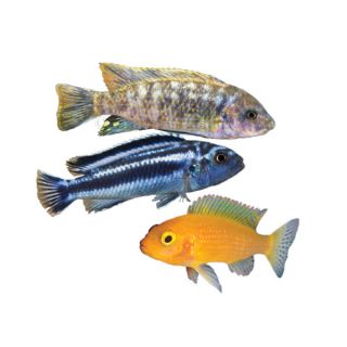 Assorted African Cichlids   Fish   Live Pet